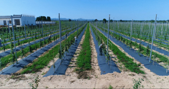 葡萄种植面积苹果园树苗GIF高清图片