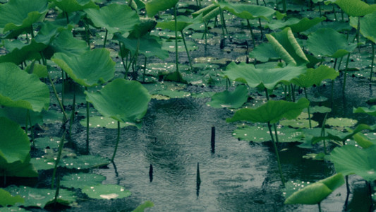 绿色的植物五月雨荷花GIF高清图片