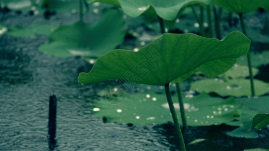 漂浮植物荷叶雨滴GIF高清图片