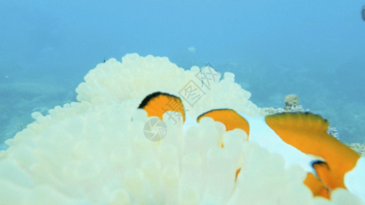 海底珊瑚礁海底小丑鱼GIF高清图片
