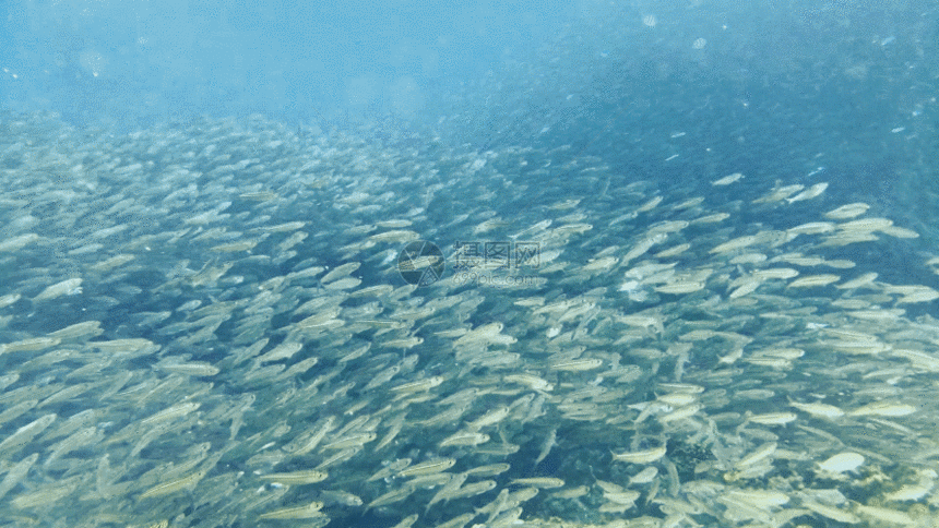 海底鱼群GIF图片