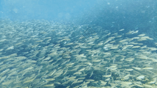 海洋日深海鱼群海底鱼群GIF高清图片