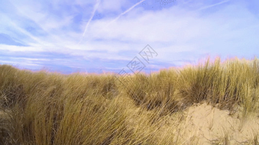 以色列沙漠蓝天白云荒草沙漠GIF高清图片