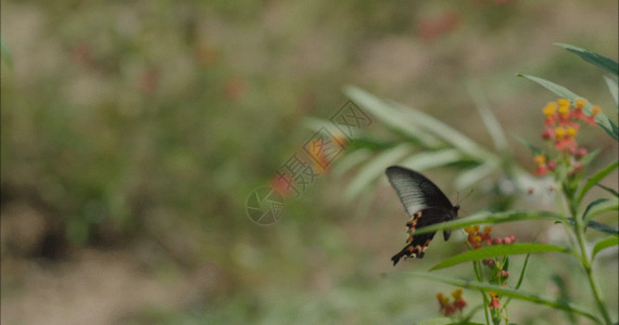 昆虫蝴蝶珍蝶绿化草地GIF高清图片