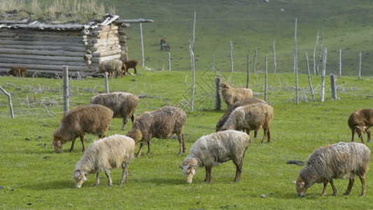 新疆那拉提草原新疆天山牧场牲畜羊群GIF高清图片