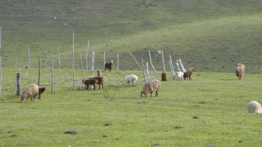 草原山坡新疆天山牧场牲畜GIF高清图片