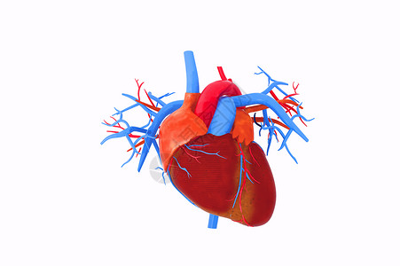 3d心脏模型背景图片