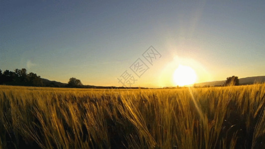 房子和大树农田小麦GIF高清图片