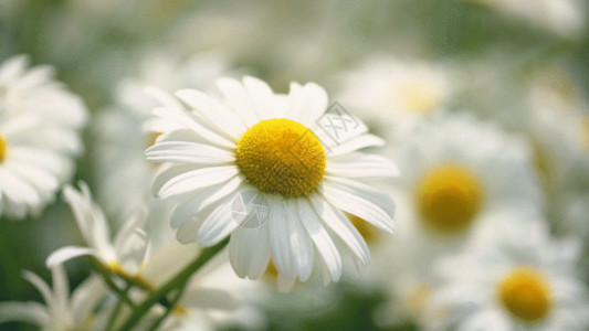 清新雅致小雏菊花丛中的小雏菊GIF高清图片