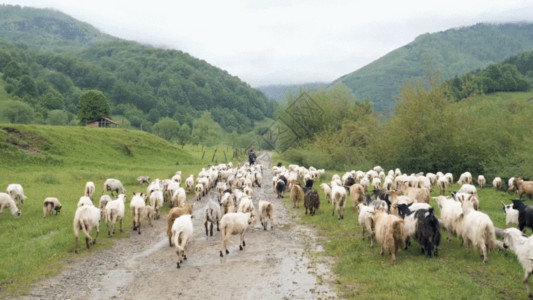 数绵羊羊群GIF高清图片
