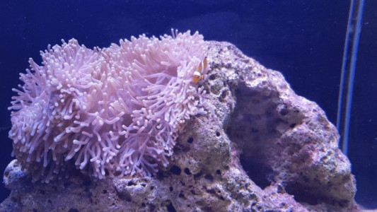 世界海洋日珊瑚水族馆观赏鱼GIF高清图片