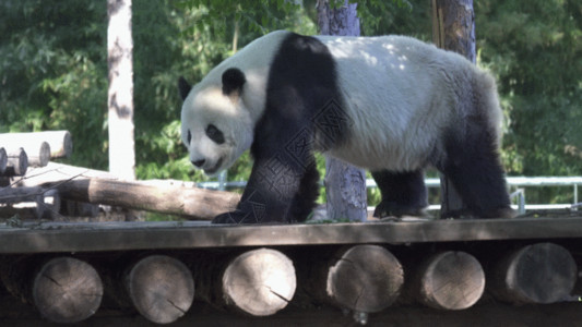 哺乳动物水族馆行走的熊猫GIF高清图片