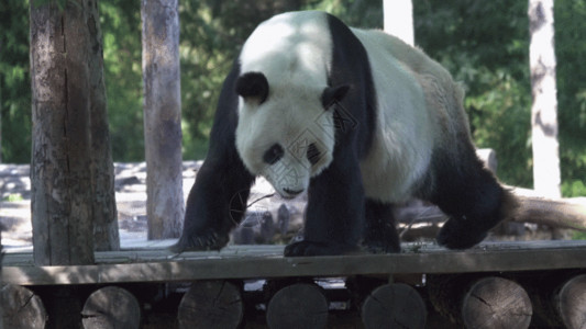 木树国家一级保护动物熊猫GIF高清图片