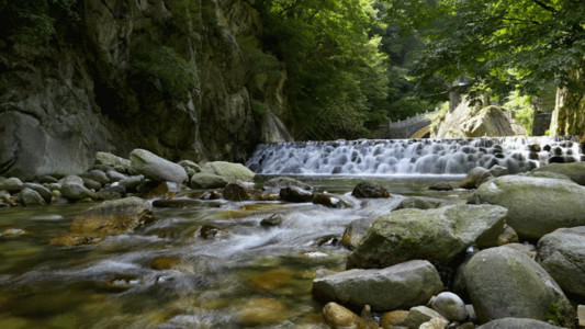 树木河流溪水流动GIF高清图片