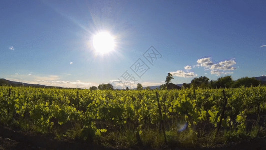 法国葡萄园蓝天白云下的农场GIF高清图片
