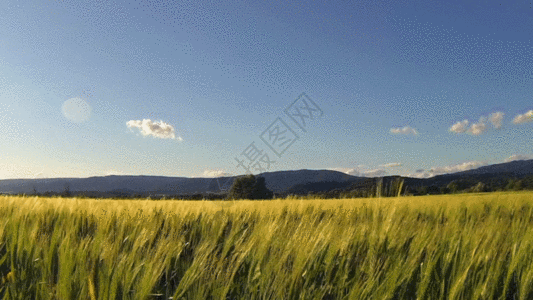 风吹下小麦GIF图片