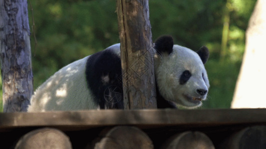 树上的熊国家一级保护动物熊猫GIF高清图片