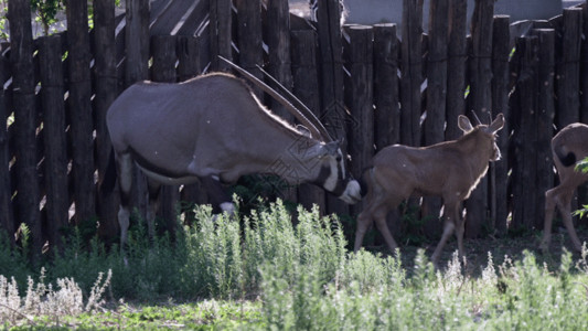 非洲豹南非长角羚GIF高清图片