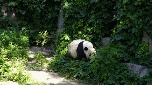 保护植被国家一级保护动物熊猫GIF高清图片