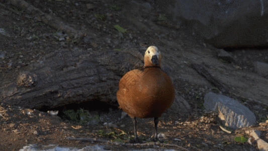 赤麻鸭GIF图片