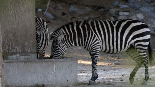 非洲丽斑马GIF高清图片