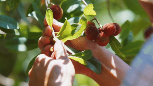 红色樱桃种植杨梅老农摘杨梅GIF高清图片