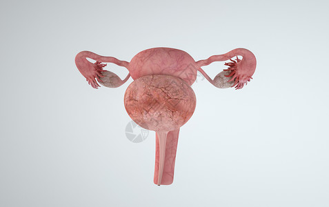 3d人体器官卵巢模型背景图片