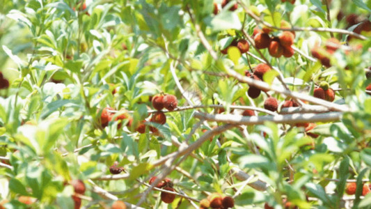 成熟的板栗夏天枝头新鲜杨梅GIF高清图片