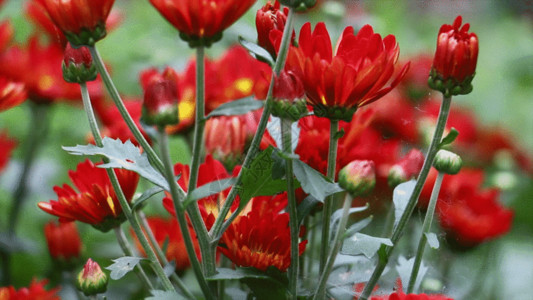 黄色小菊花花环红菊GIF高清图片