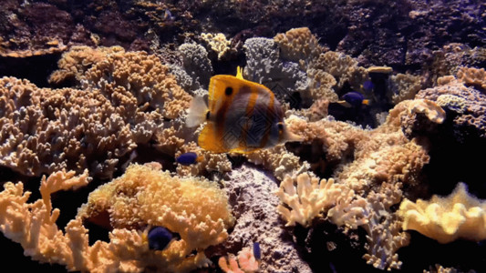 平静的海绵水族馆小丑鱼GIF高清图片