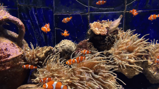 生物分子结构水族馆小丑鱼GIF高清图片