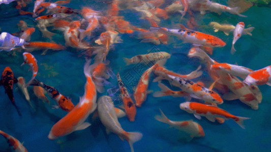 灭绝生物鲤鱼GIF高清图片