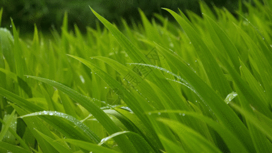绿叶小草GIF图片