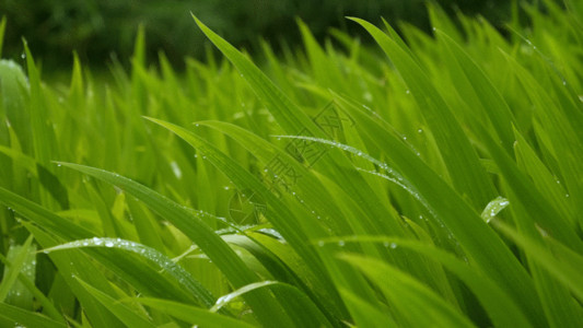 春天傍晚小草绿叶小草GIF高清图片