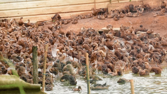 动物养殖一群岸边小歇的鸭子GIF高清图片