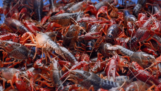 意大利食材抓美食原料小龙虾GIF高清图片