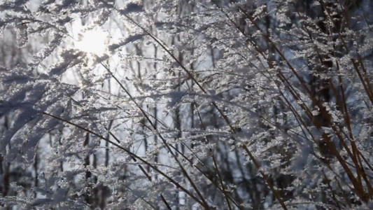 在冬天一天林海雪原GIF高清图片