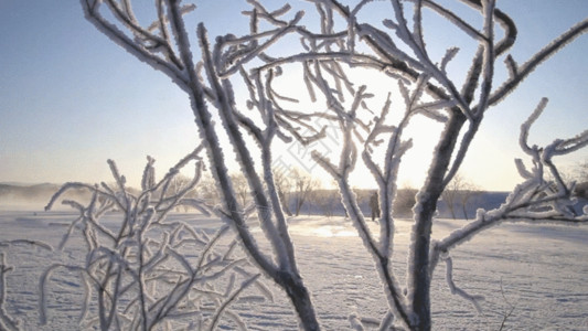 北国雪飘雪景GIF高清图片