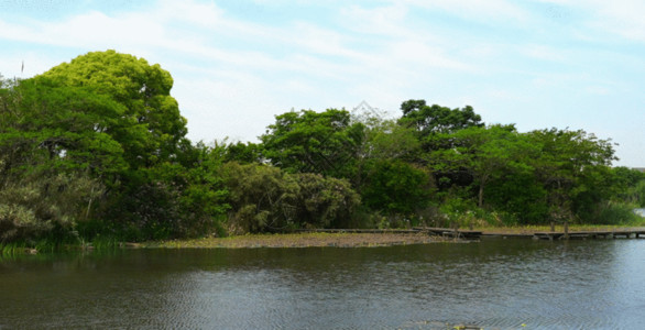 河边植物湖水公园 GIF高清图片