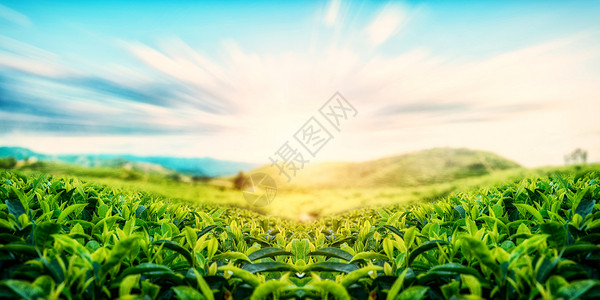 植物茶园茶山设计图片