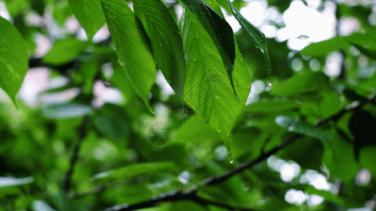 雨滴素材植物GIF高清图片