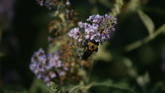 特写镜头蜜蜂采蜜GIF高清图片