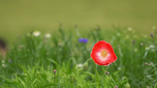 小雏菊高清特写公园花朵GIF高清图片