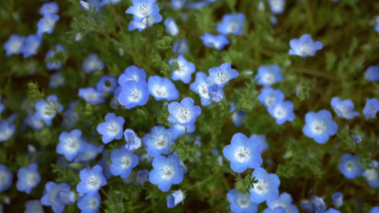 蓝色激情花花朵特写 GIF高清图片