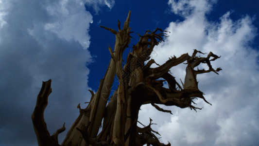 大自然树蓝天白云延时摄影GIF高清图片
