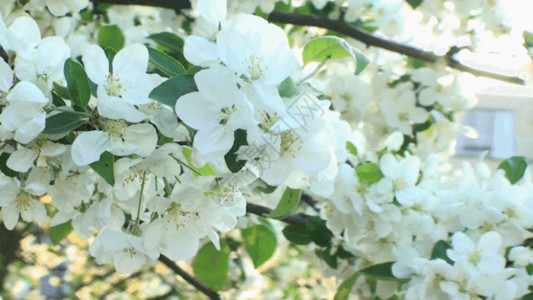 枝条白花梨花开GIF高清图片