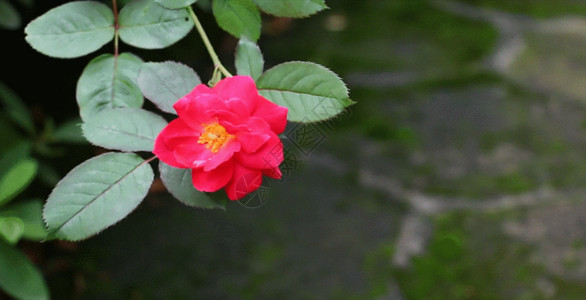 玫瑰露水花朵 GIF高清图片