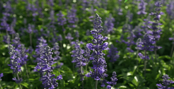 暗紫鼠尾草GIF图片