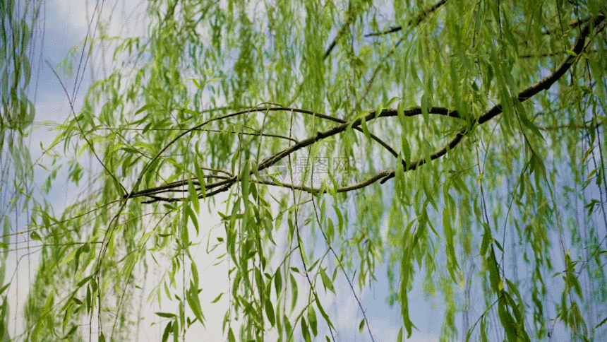 柳树GIF图片