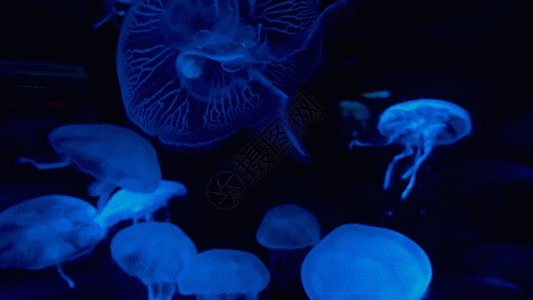 水母GIF图片